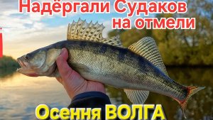 🔥Судачков на Волжской отмели подёргали ⚡️ Джиголовка в Астрахани!!! Рыбалка в Октябре 2025