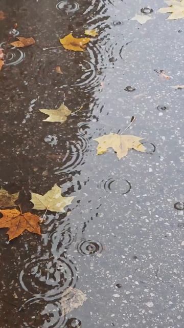 🍁 осенний дождь