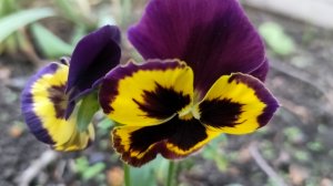 Первый заморозок. Всё замёрзло. Жизнь станичная на пенсии.