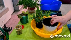 ПЕРЕСАДКИ.КОМНАТНЫЕ РАСТЕНИЯ(ЦВЕТЫ).