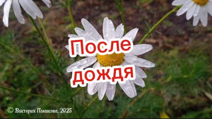 После дождя радуга 🌈 смотреть онлайн