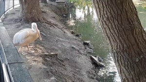 Молодой пеликан