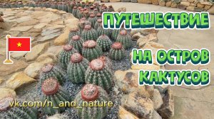 Таких ОГРОМНЫХ кактусов вы еще не видели! Прогулка по оранжереям острова Винперл (Вьетнам)