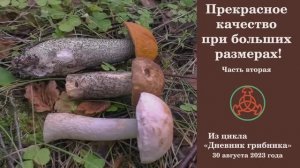 Прекрасное качество при больших размерах! Часть вторая. Дневник грибника   30 августа 2023 года