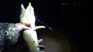 Ловим бешеных налимов на водозаборе ПЯКУПУРА!!!!