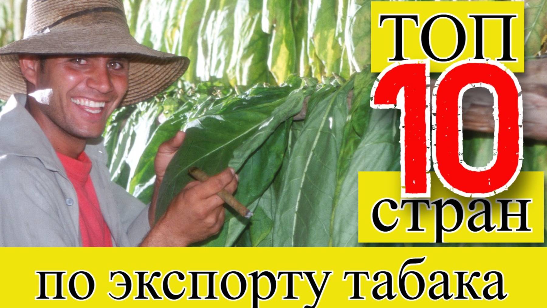 ТАБАК: ТОП 10 стран по экспорту табака (1961–2023) смотреть онлайн