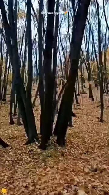 #осенняя #прогулка #лес #кумыснаяполяна #листья #природа #впечатляет #саратов #событиедня #осень202 смотреть онлайн