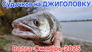 🔥Судаков на ДЖИГОЛОВКУ наловили ⚡️ утренняя рыбалочка на Волге  🔥 Астрахань- Рыбалка Октябрь 2025