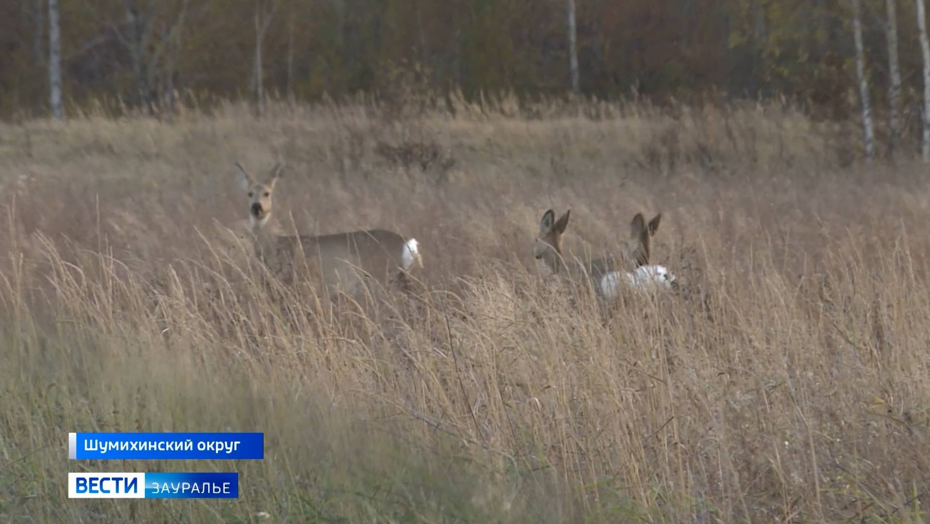 В Курганской области продолжается сезон охоты смотреть онлайн