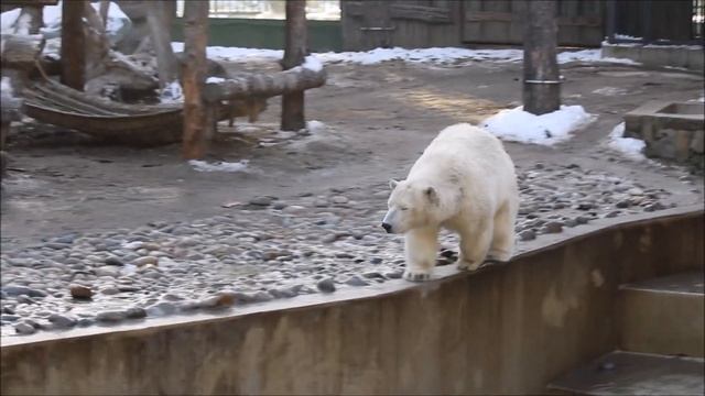 Перед завтраком Белка и Стрелка искупались и прогулялись по вольеру 16.10.2025 смотреть онлайн
