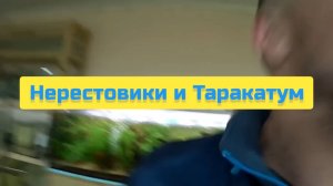 НЕРЕСТОВИКИ И ТАРАКАТУМ