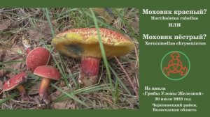 Моховик красный? или Моховик трещиноватый? -  Hortiboletus rubellus или  Xerocomellus chrysenteron?