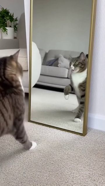 Сюрприз для кота — реакция 😹😻 #кот #реакция #милота