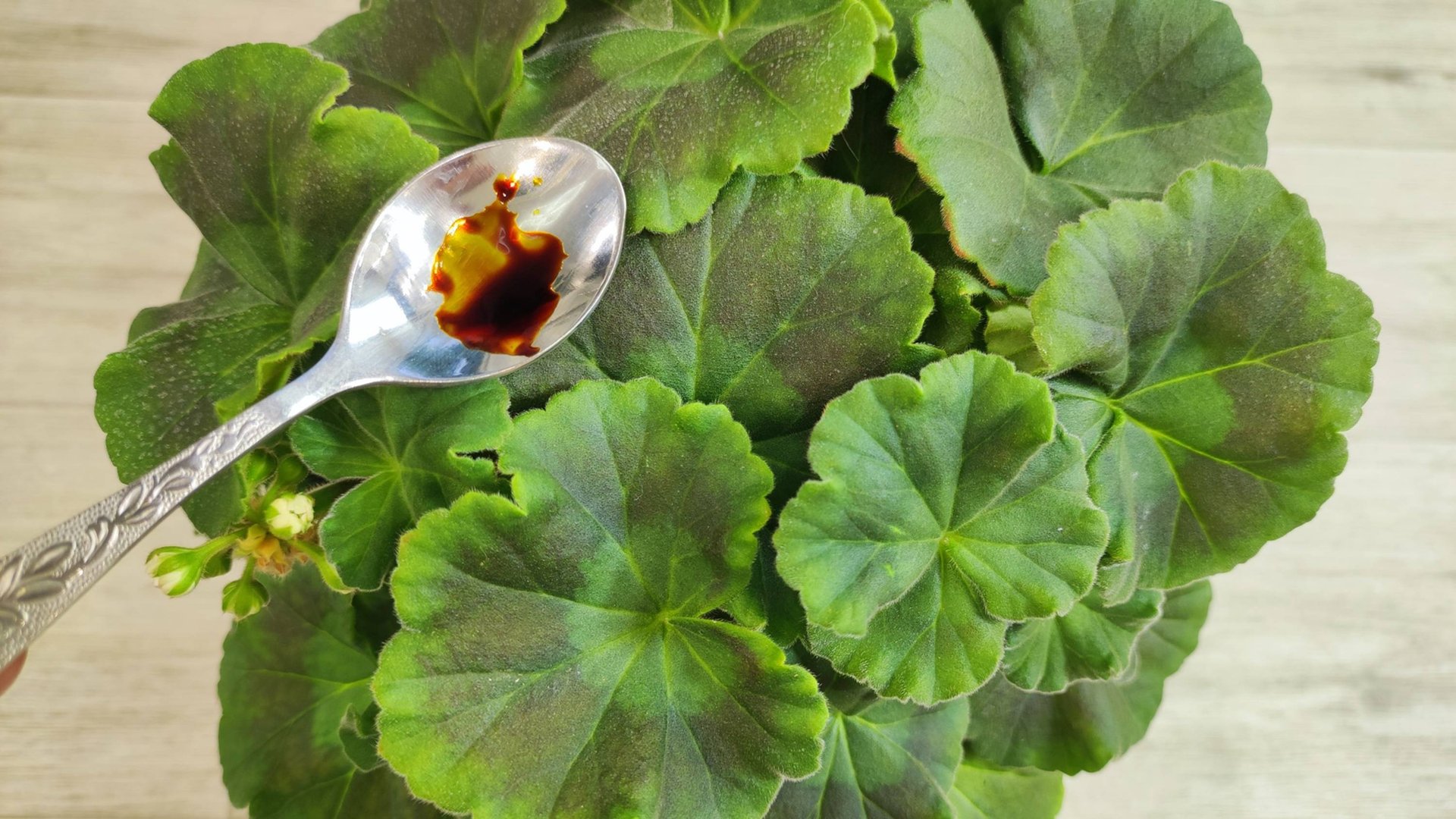 1 капля под любой цветок и даже пожелтевший вмиг оживет и позеленеет смотреть онлайн