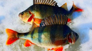 НЕ ОЖИДАЛ ТАКОГО ЖОРА! ПЕРВЫЙ ЛЁД! ЛЁД ТРЕЩИТ, А ОКУНЬ КЛЮЕТ! ЗИМНЯЯ РЫБАЛКА.