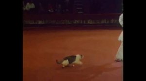 Кот и клоун - номер, ставший легендой. Юрий Куклачёв