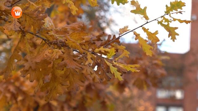 Видеозарисовка «Золотая осень в Выборге» смотреть онлайн
