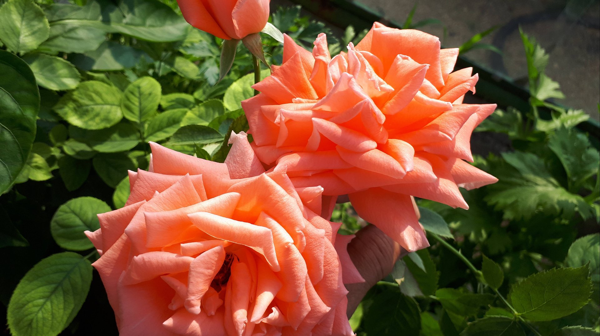 2102.  ВПЛ Розы на зимовку