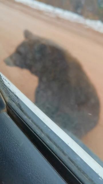 Встреча на дороге с медведем смотреть онлайн