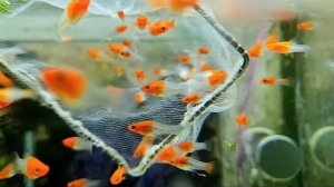 Работа на разводне