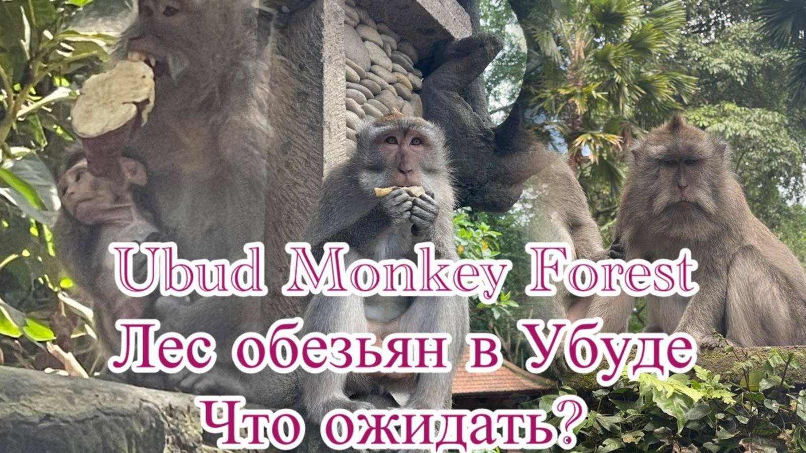 Ubud Monkey Forest, Лес обезьян в Убуде. Что ожидать? смотреть онлайн