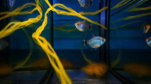 Подмена воды, рыбка на нерест, отправил рыбку.