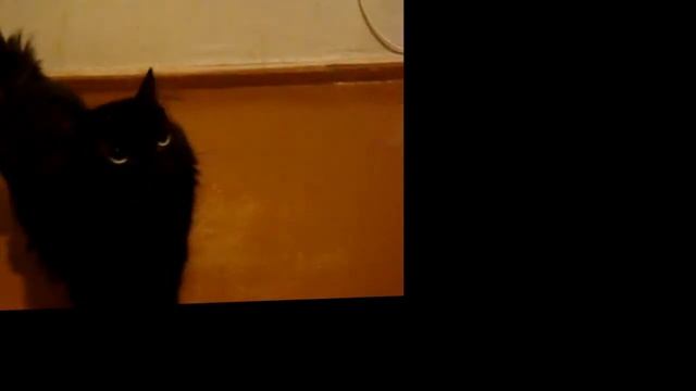 Черная кошка встает на задние лапки