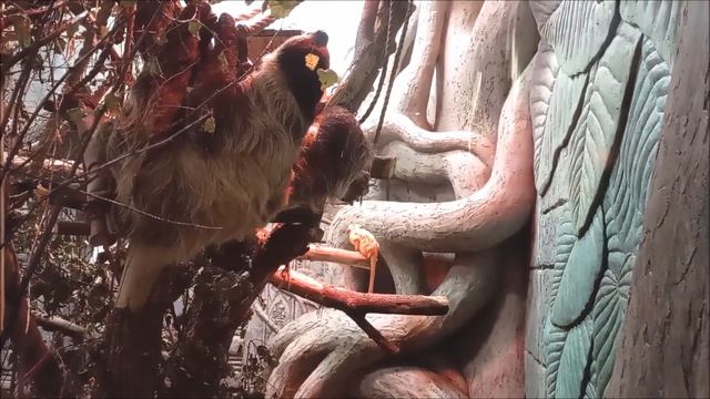 Ленивцы проснулись к обеду 08.10.2025 смотреть онлайн