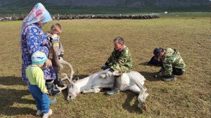 О вековом укладе жизни оленеводов | Тут султам