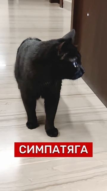 Новый СОСЕД‼️ #кот #котики #питомец #москва #домашниеживотные #кошка #мяу #россия #блогер смотреть онлайн