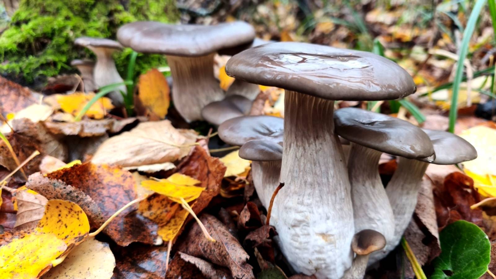 30 МИНУТ И ВЕДРО ГРИБОВ. ШИКАРНЫЙ ОТРЫВ ПО ГРИБАМ. Сбор грибов смотреть онлайн