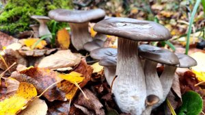 30 МИНУТ И ВЕДРО ГРИБОВ. ШИКАРНЫЙ ОТРЫВ ПО ГРИБАМ. Сбор грибов