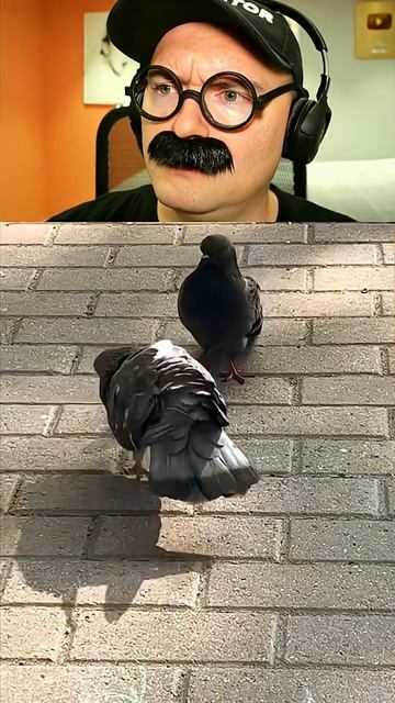 Голубь передразнивает человека смотреть онлайн