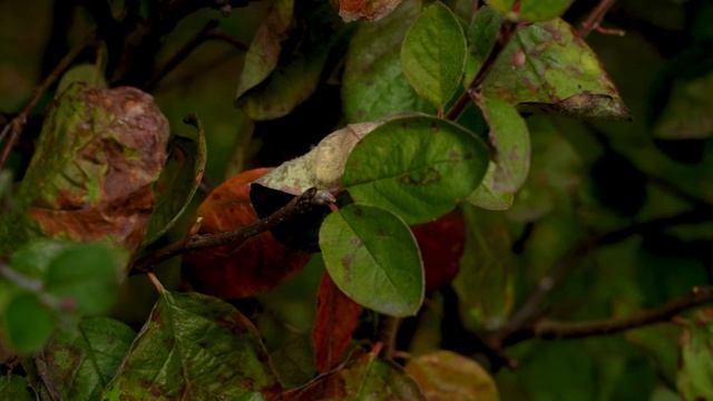 Погода в Хабаровске