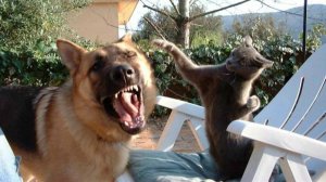 СМЕШНЫЕ КОТЫ И СОБАКИ | ЛУЧШИЕ ПРИКОЛЫ С КОТАМИ, КОШКИ, ЖИВОТНЫЕ