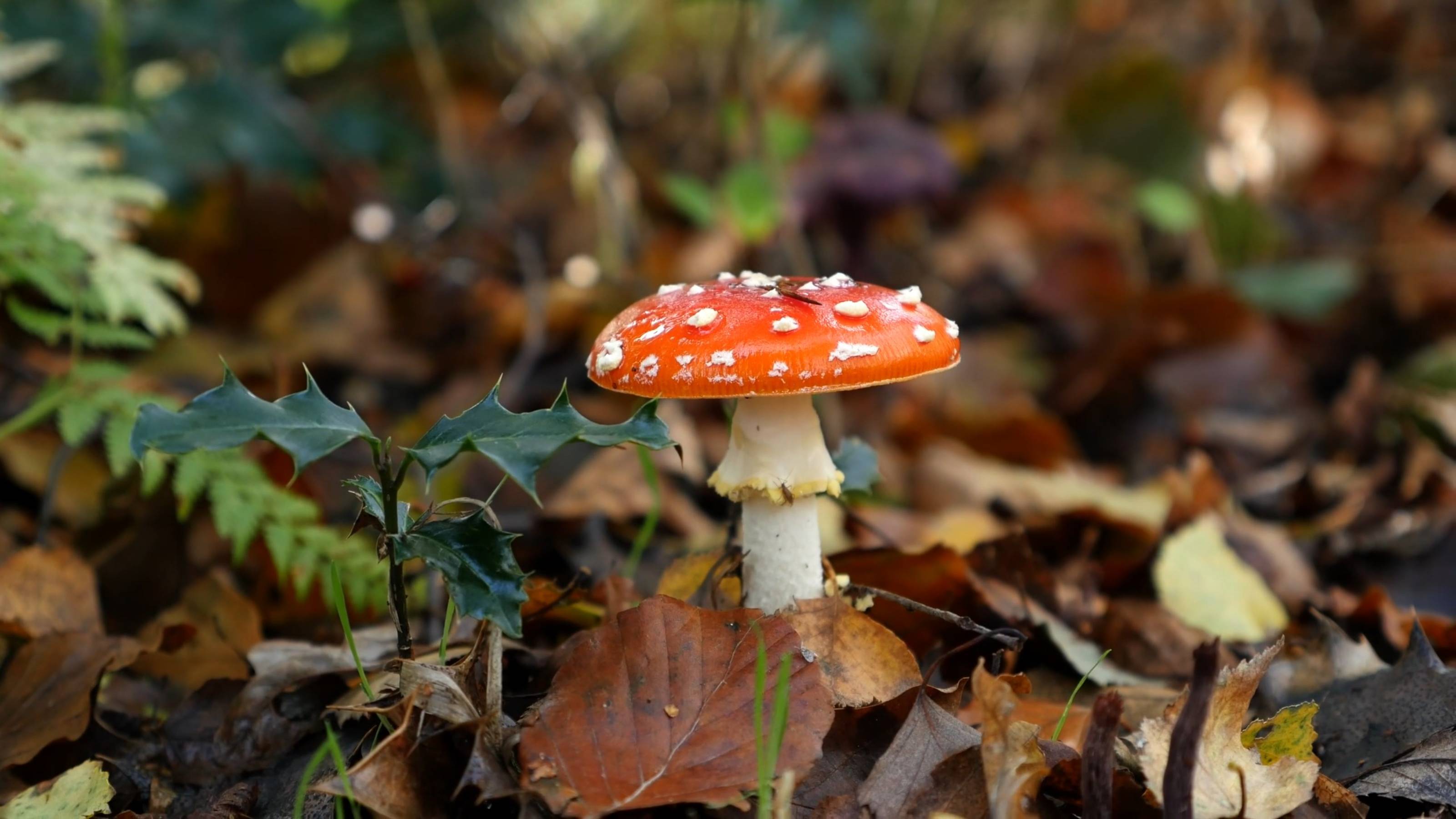 ОСЕННЯЯ ЗАРИСОВКА*