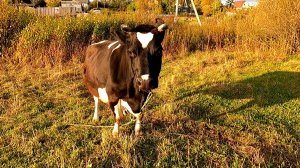 СТРОЮ САРАЙ. КОРОВАМ НЕЧЕГО ЕСТЬ. ЗАГОТОВКИ НА ЗИМУ.#жизньвдервне #деревня #изгородавдеревню