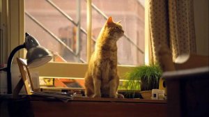 ПРОПАВШАЯ СЕМЬЯ УСОЛЬЦЕВЫХ / ОСТАВИЛА ДОМА КОТА🐈