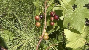 Энцефалитный клещ умирает мгновенно от холодного пепла Клещ умирает Укусил клещ укус клеща tick