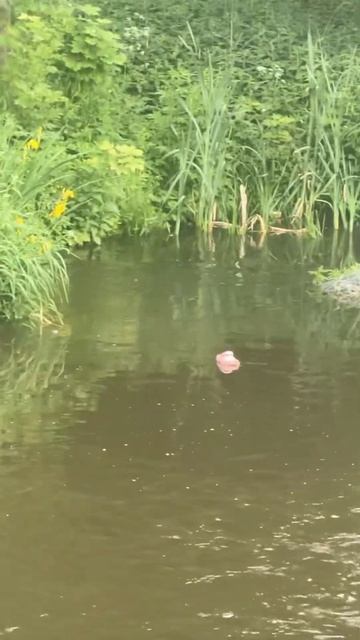 История одного тапка #близняшки#тройняшки #двойняшки#сестрички#река #друзья#лето#многодетные смотреть онлайн