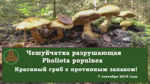 Красивый гриб, но с противным запахом! Чешуйчатка разрушающая - Pholiota populnea. смотреть онлайн