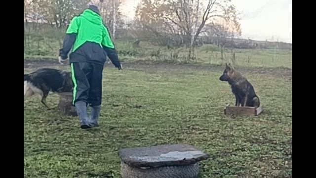 немецкие овчарки смотреть онлайн