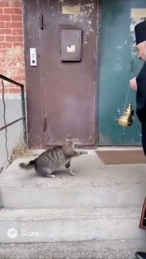 Одержимый кот