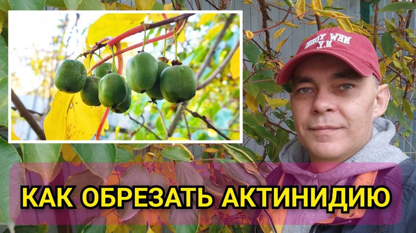 Как обрезать АКТИНИДИЮ осенью на большой урожай летом: обрезка северного мини КИВИ 🥝 смотреть онлайн