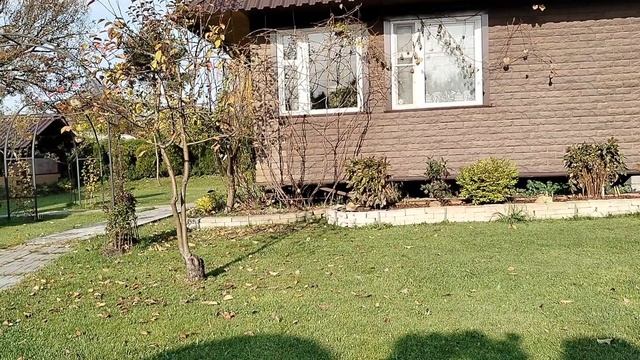 Обрезаю розы от листьев снизу - октябрь 2025 смотреть онлайн