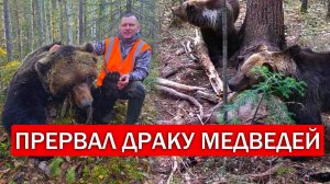 ПРЕРВАЛ ДРАКУ МЕДВЕДЕЙ. Охотимся с лайками на медведей в новом охотничьем хозяйстве.