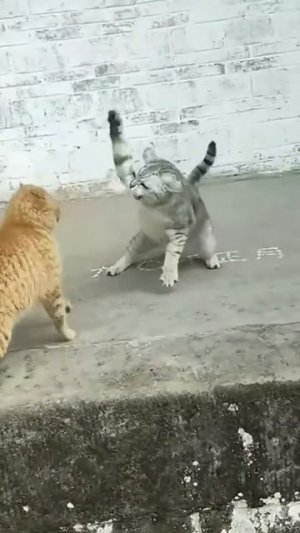 #приколы #юмор #прикол #смешно #коты #кот #кошки #собаки #собака #топ #топчик #роликдня #видеодня #л