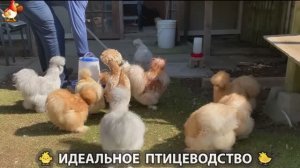 Идеальное птицеводство достойно восхищения 🐓🦆🦢🦚🦃🐔 эпизод (372)