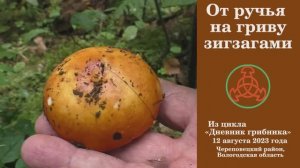От ручья на гриву зигзагами! Дневник грибника 12 августа 2023 года.
