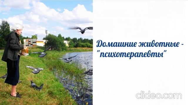 Домашние животные - 